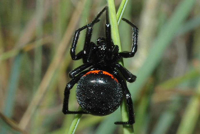 Steatoda paykulliana